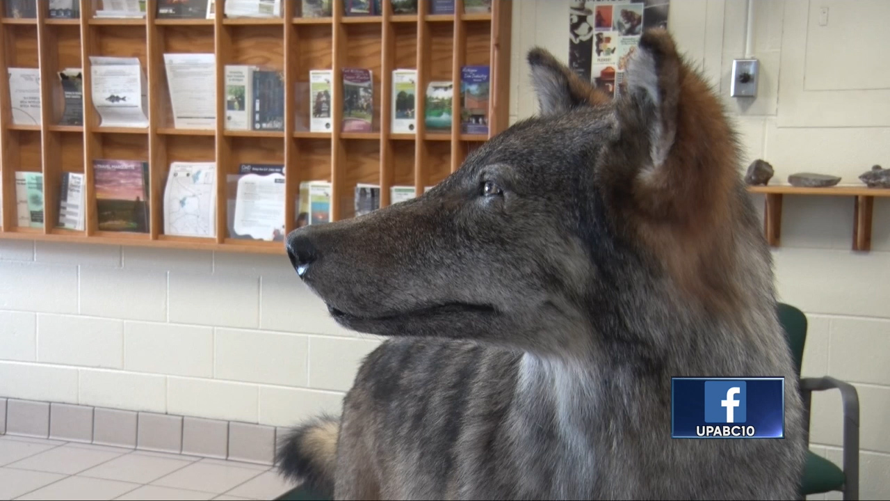 DNR Conducting Biennial Wolf Census - ABC 10/CW5