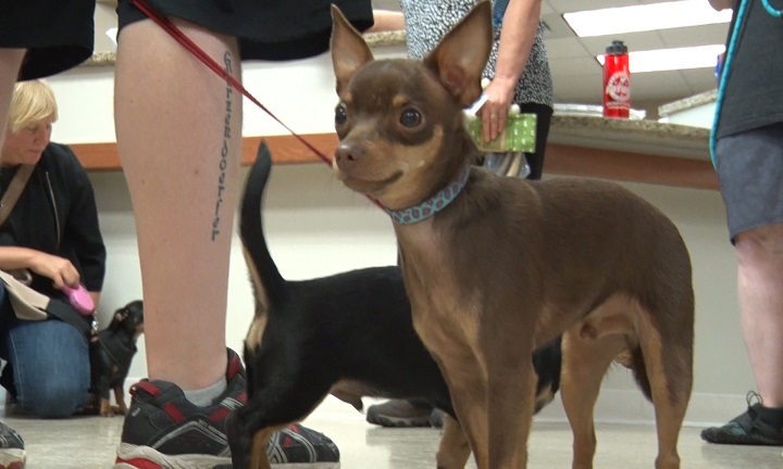 Delta Animal Shelter hold dog reunion - ABC 10/CW5