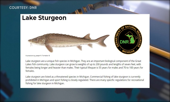 lake sturgeon michigan fishing planet