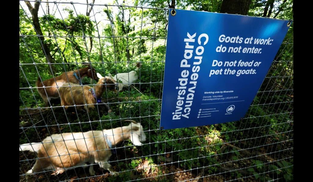 The Riverside Park Conservancy team of goats, clearing invasive plants
