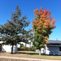U.P. Fall Photo and Video Contest