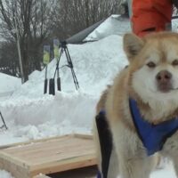 CopperDog introduces the CopperPull during March weekend festivities